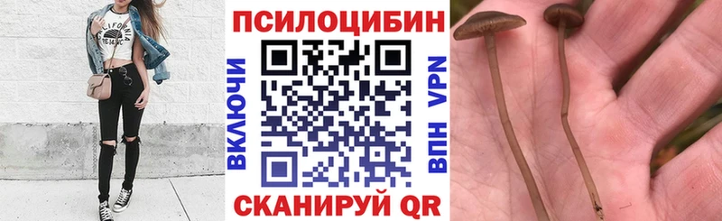 Псилоцибиновые грибы Psilocybe гидра зеркало Хилок как найти закладки